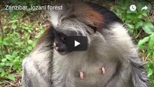 Jozani forest